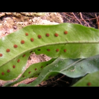 Pleopeltis Percussa (fam Polydiacees) (Am tropicale) (3)